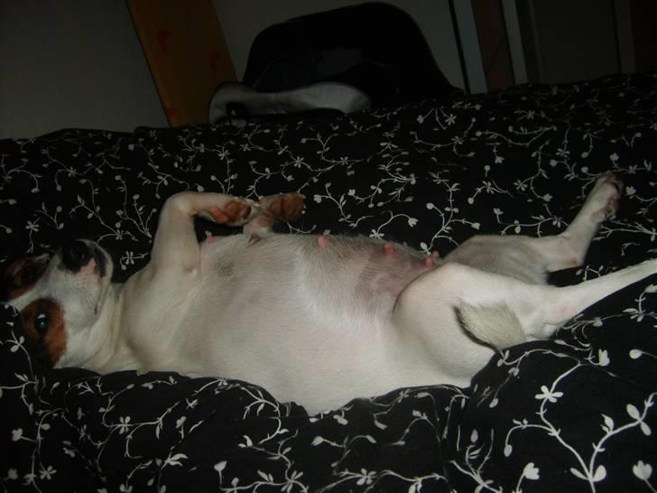 Jack russell terrier <3 sally <3 - mon hun venter sig billede 11