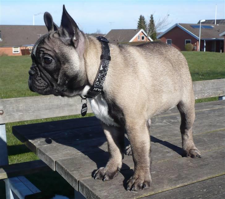 Fransk bulldog Valdo - valdo 15 uger billede 10