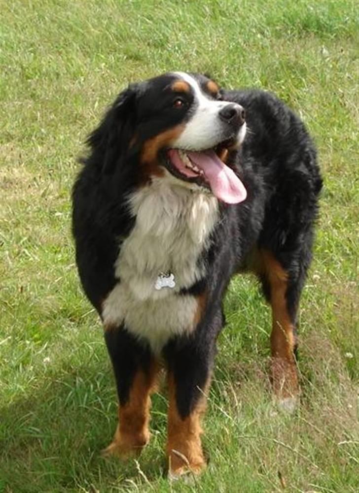 Berner sennenhund Nemo billede 1