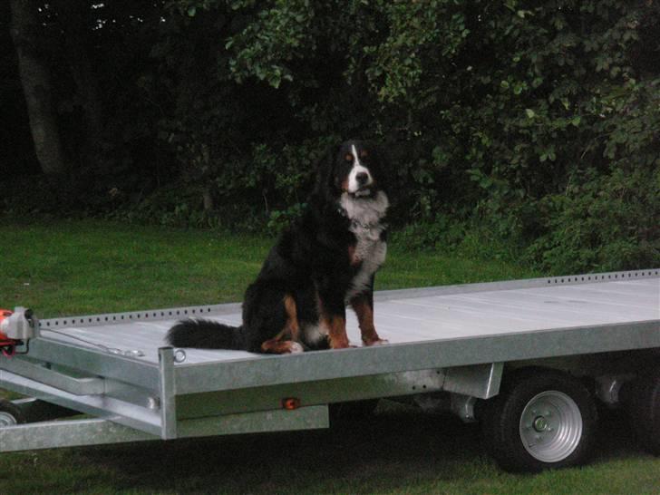 Berner sennenhund Nemo billede 2