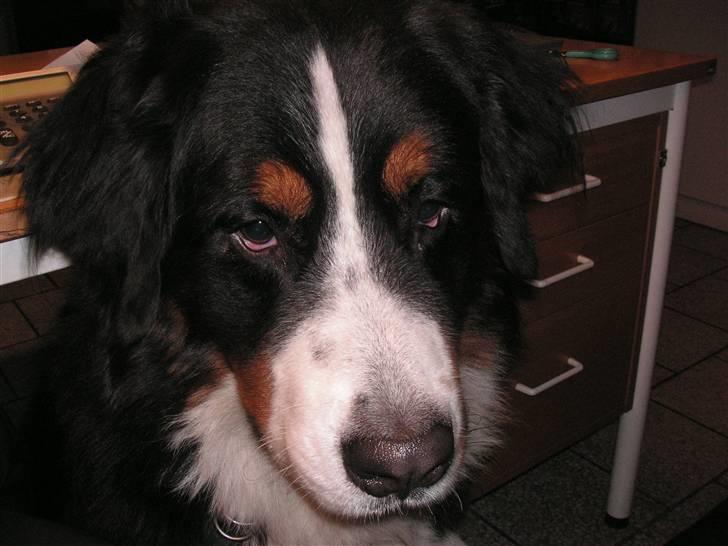Berner sennenhund Nemo billede 3