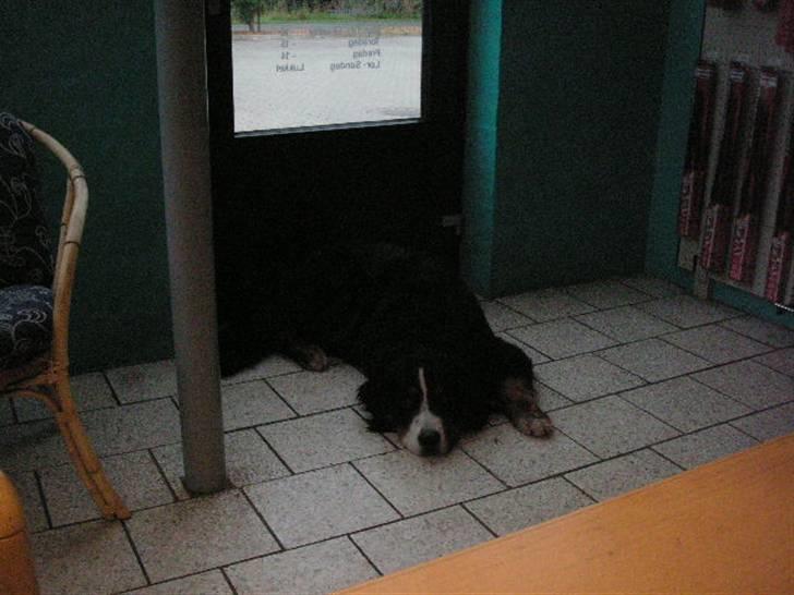 Berner sennenhund Nemo billede 4