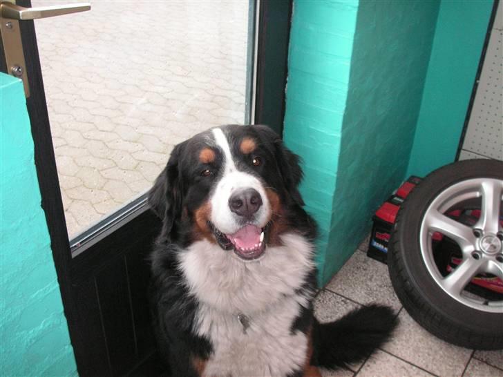 Berner sennenhund Nemo billede 5