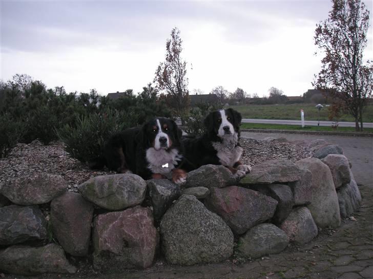 Berner sennenhund Nemo - Nemo og Balou billede 6