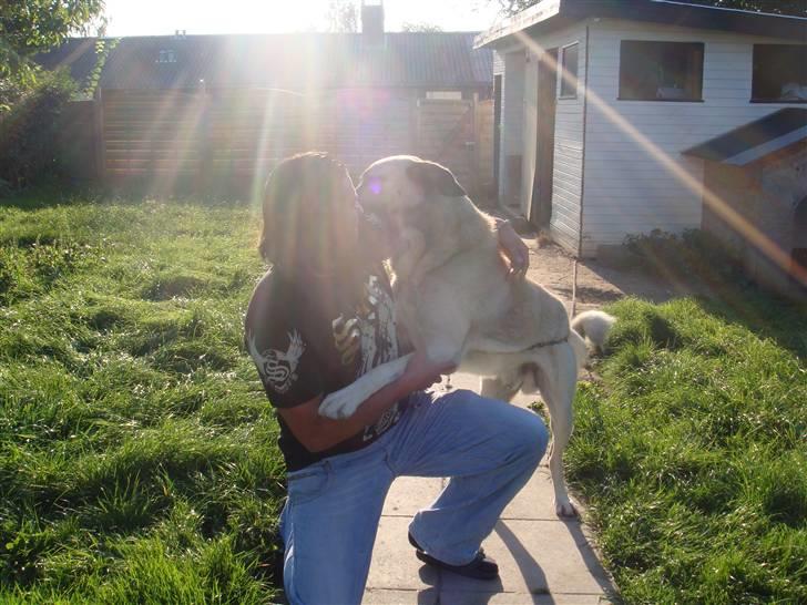 Kangal A___X___J  billede 8