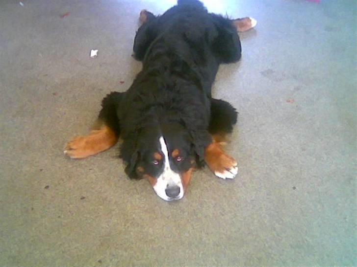 Berner sennenhund Nemo billede 7