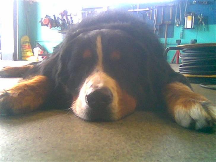 Berner sennenhund Nemo billede 8