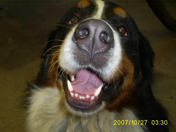 Berner sennenhund Nemo billede 9