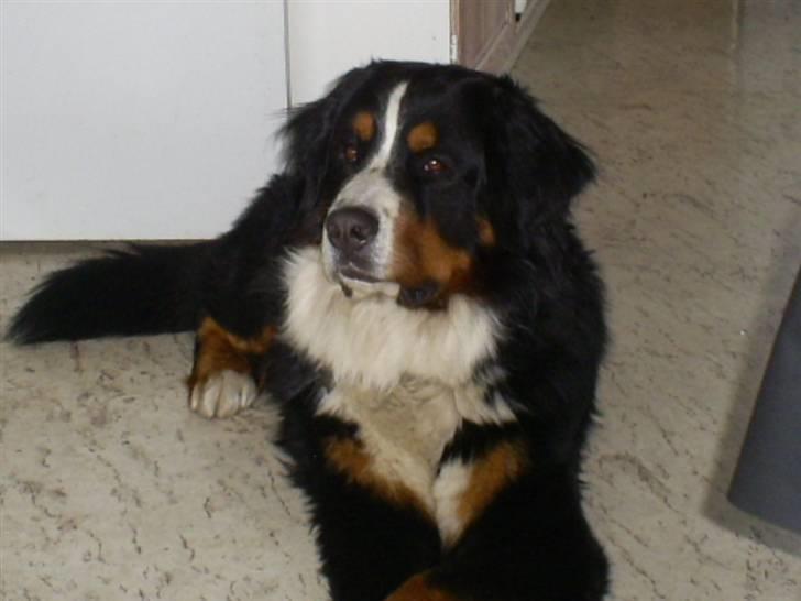 Berner sennenhund Nemo billede 10