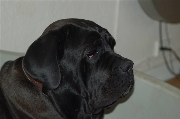 Cane corso campo di cavallo tara billede 13