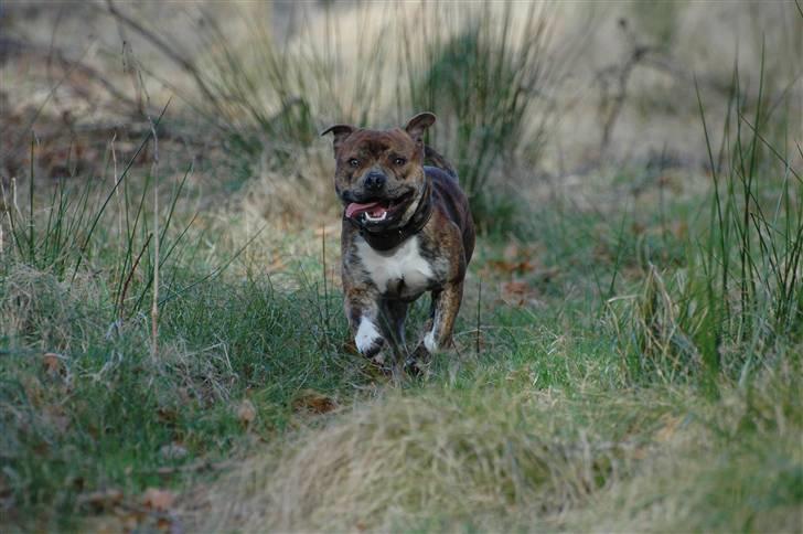 Staffordshire bull terrier !JEANTY´S STAFF GEO! billede 14