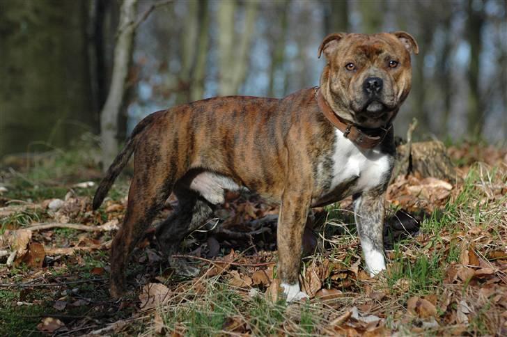 Staffordshire bull terrier !JEANTY´S STAFF GEO! billede 15