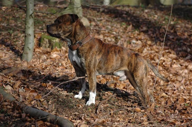 Staffordshire bull terrier !JEANTY´S STAFF GEO! billede 16