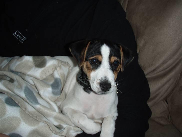 Dansk svensk gaardhund Charlie - Charlie billede 1