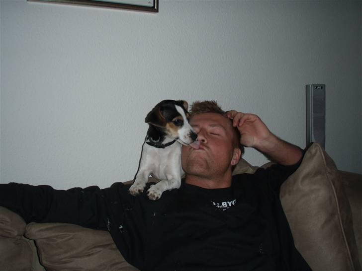 Dansk svensk gaardhund Charlie - Charlie med sin far René =) billede 2