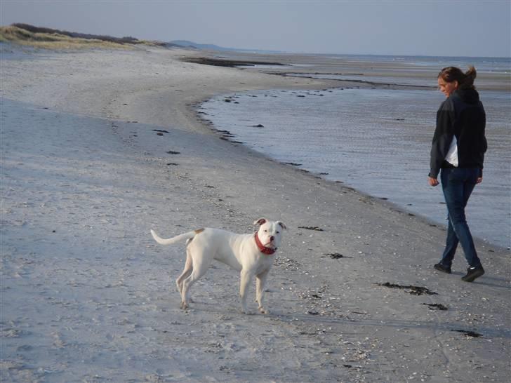 Amerikansk bulldog Sharp billede 11