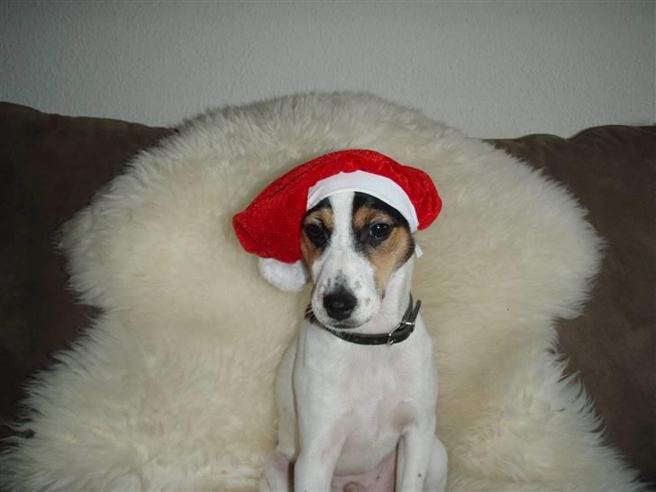 Dansk svensk gaardhund Charlie - Jule charlie =) billede 3
