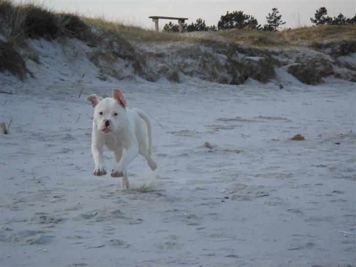 Amerikansk bulldog Sharp billede 12