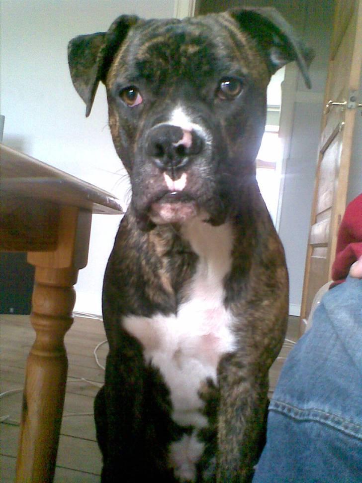 Blanding af racer CHARLIE billede 6