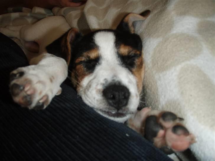 Dansk svensk gaardhund Charlie - Tager lige en lur =) billede 4