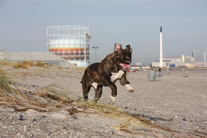 Blanding af racer CHARLIE billede 7