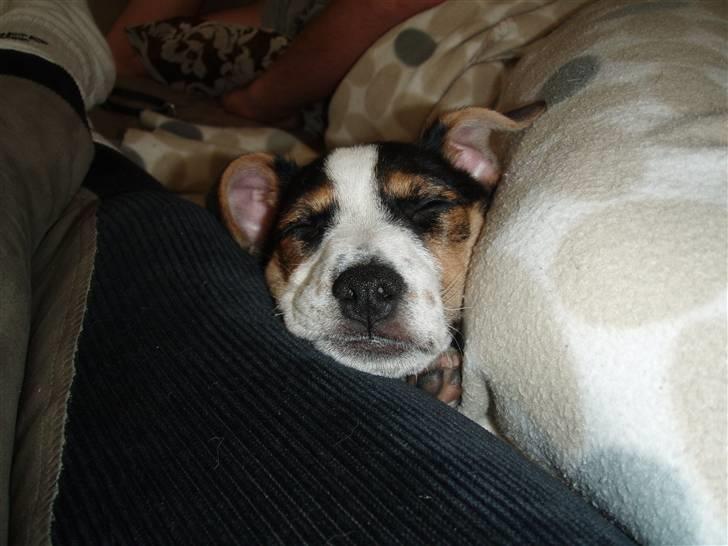 Dansk svensk gaardhund Charlie - Og en lur mere =) billede 5