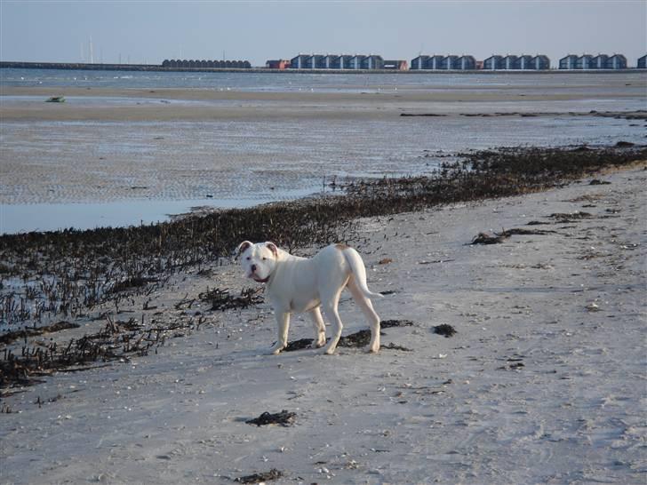 Amerikansk bulldog Sharp billede 13