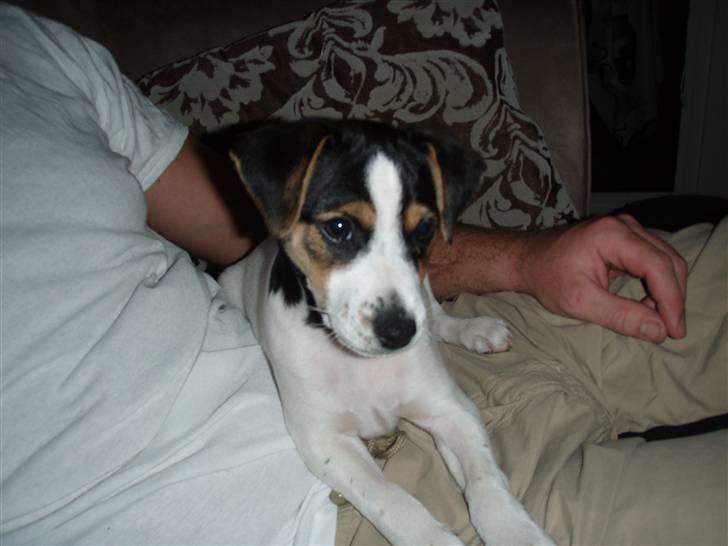 Dansk svensk gaardhund Charlie - Jeg hænger lige ud med min far! billede 6