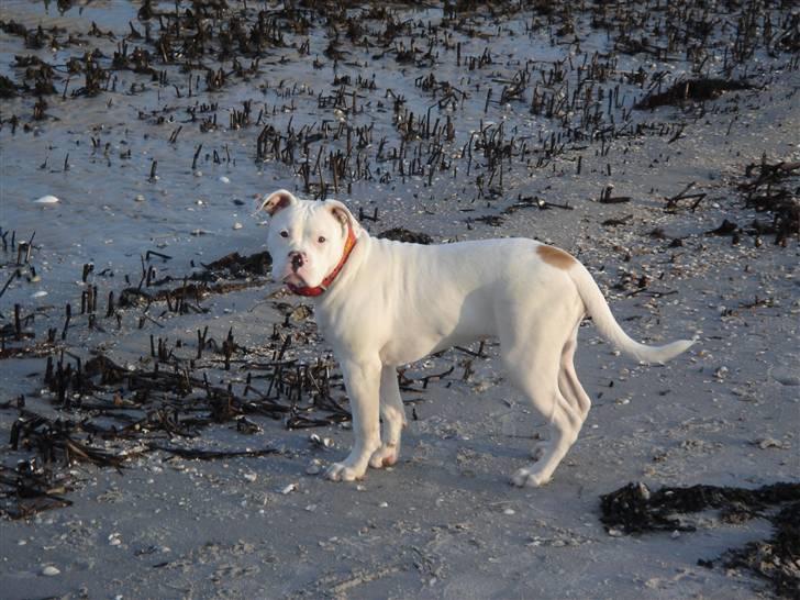 Amerikansk bulldog Sharp billede 14