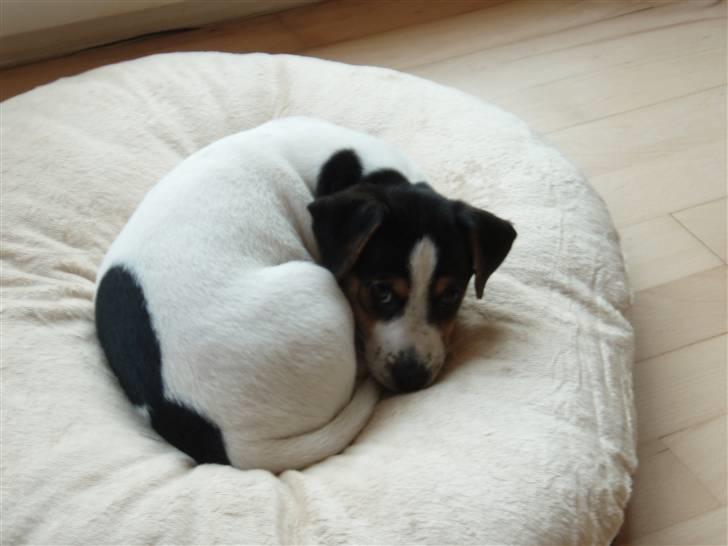 Dansk svensk gaardhund Charlie - Nyt hjem, og nye ejere... Lidt hårdt, syns Charlie.. billede 7