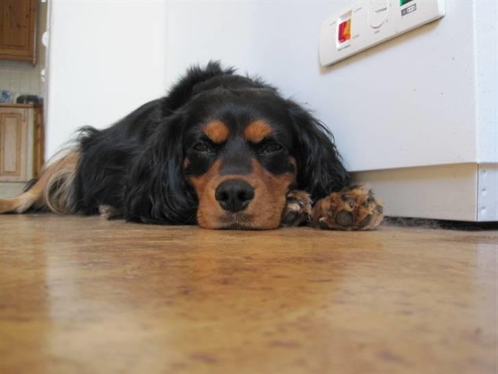 Cavalier king charles spaniel Smilla - Velkommen til min profil<3 billede 1