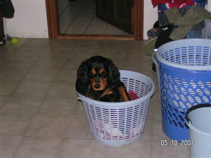 Cavalier king charles spaniel Smilla - smilla i vaske tøjet billede 2