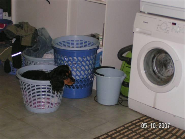 Cavalier king charles spaniel Smilla - smilla kigger på hendes tæppe og kurv bliver vasket billede 3