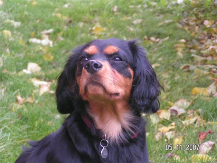 Cavalier king charles spaniel Smilla - søde lille smilla billede 4