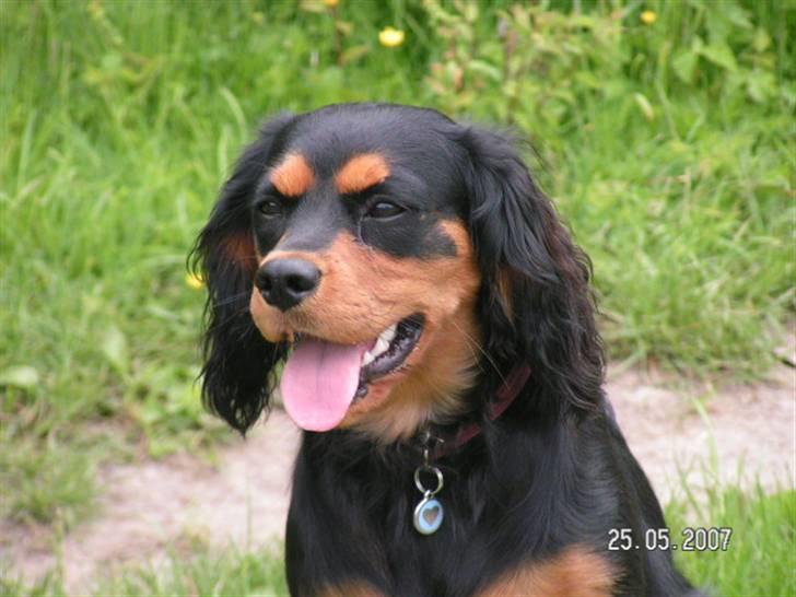 Cavalier king charles spaniel Smilla - Smukke smilla billede 5