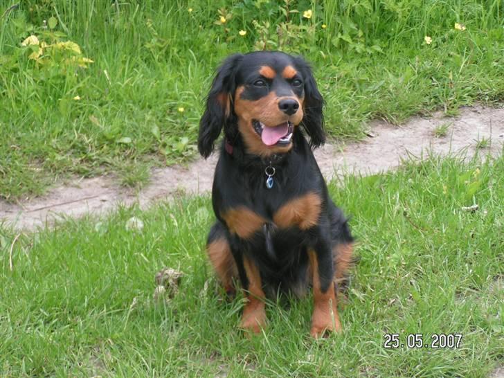 Cavalier king charles spaniel Smilla - smilla på markvejen billede 6