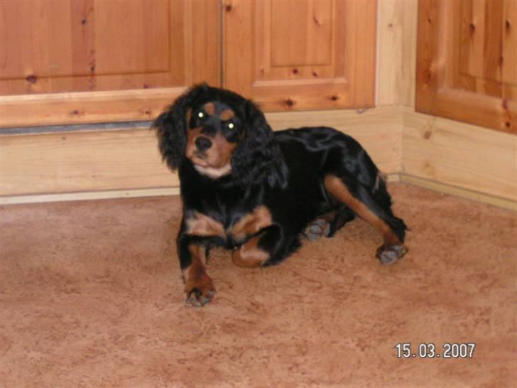 Cavalier king charles spaniel Smilla - smilla i køkkenet billede 7
