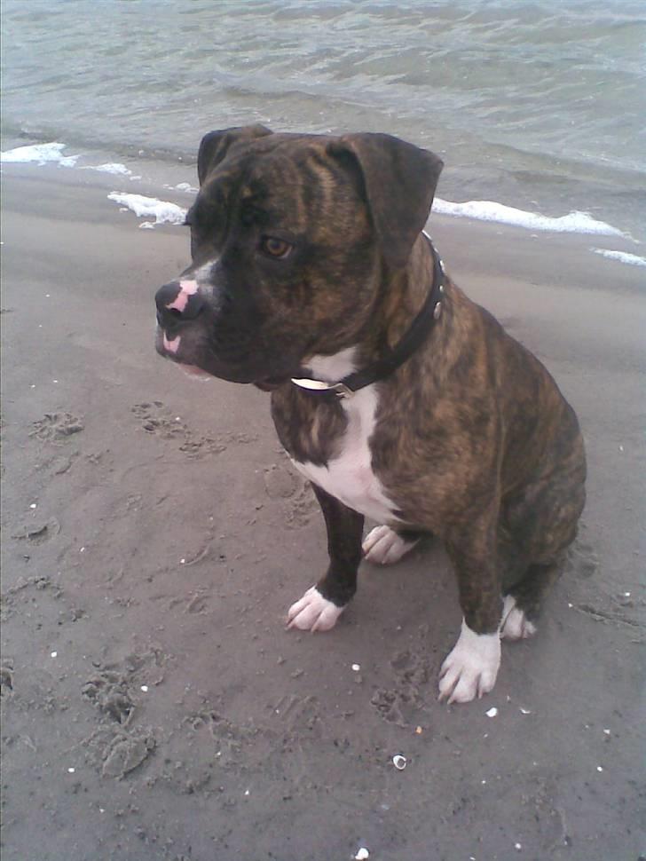 Blanding af racer CHARLIE billede 9