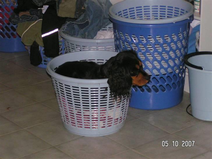 Cavalier king charles spaniel Smilla - underlige smilla billede 8