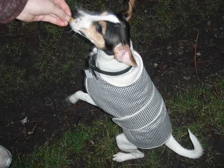 Dansk svensk gaardhund Charlie - I skoven, og vise hvor dygtig jeg er!! billede 9