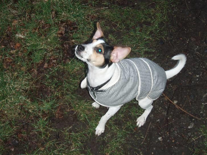 Dansk svensk gaardhund Charlie - I skoven.. billede 10