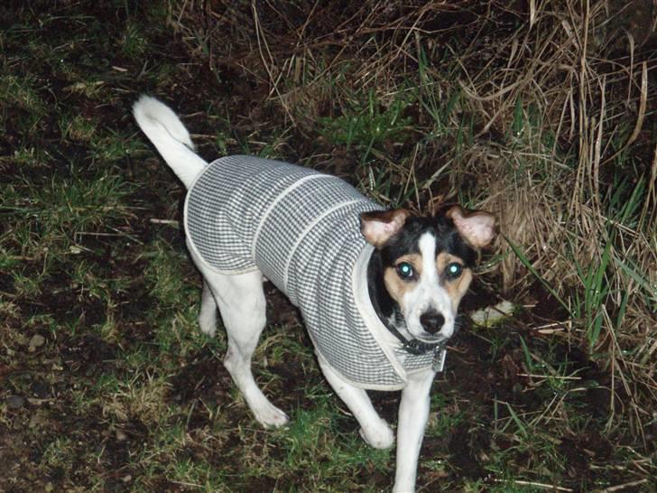 Dansk svensk gaardhund Charlie - I skoven.. billede 11