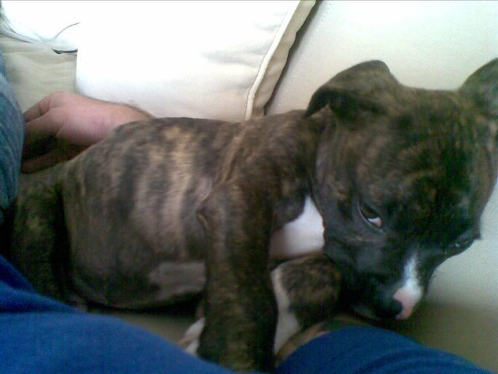 Blanding af racer CHARLIE billede 10