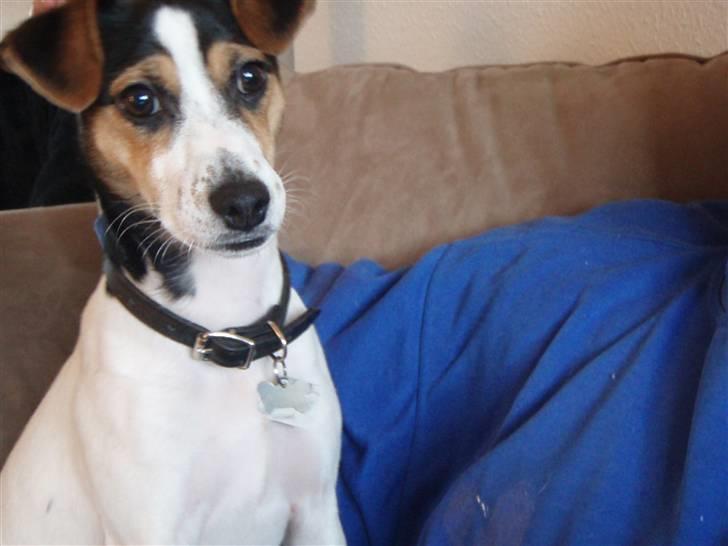 Dansk svensk gaardhund Charlie - Charlie.. billede 12