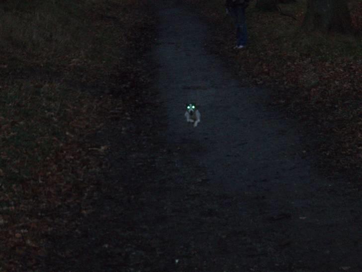 Dansk svensk gaardhund Charlie - Så hurtigt kan jeg løbe =) billede 13