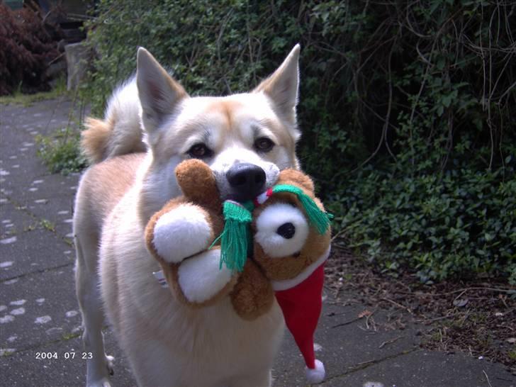 Norsk buhund Gimli -Mies egen bjergged - Se hvad jeg fandt! Er den ikke fin? :p  billede 12