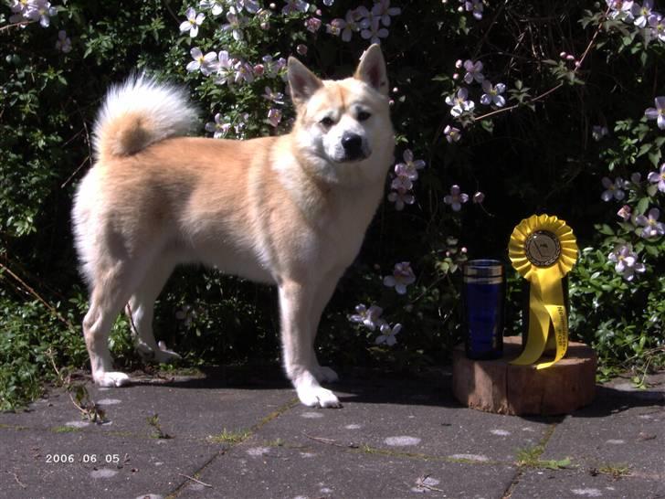 Norsk buhund Gimli -Mies egen bjergged - Blev BIR i Neumünster,. :) billede 13