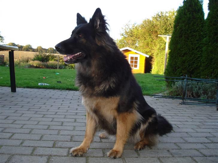 Schæferhund Hollie billede 1