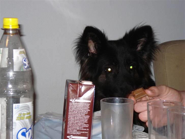 Schæferhund Hollie - gi et stykke far billede 2