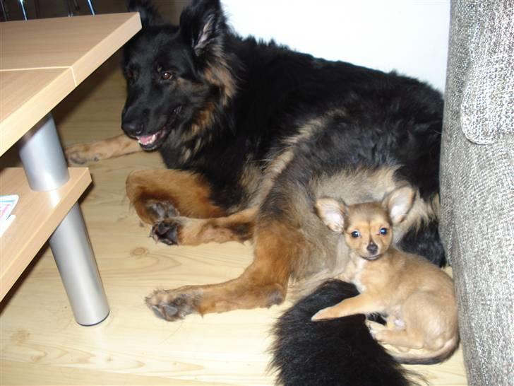 Schæferhund Hollie billede 3